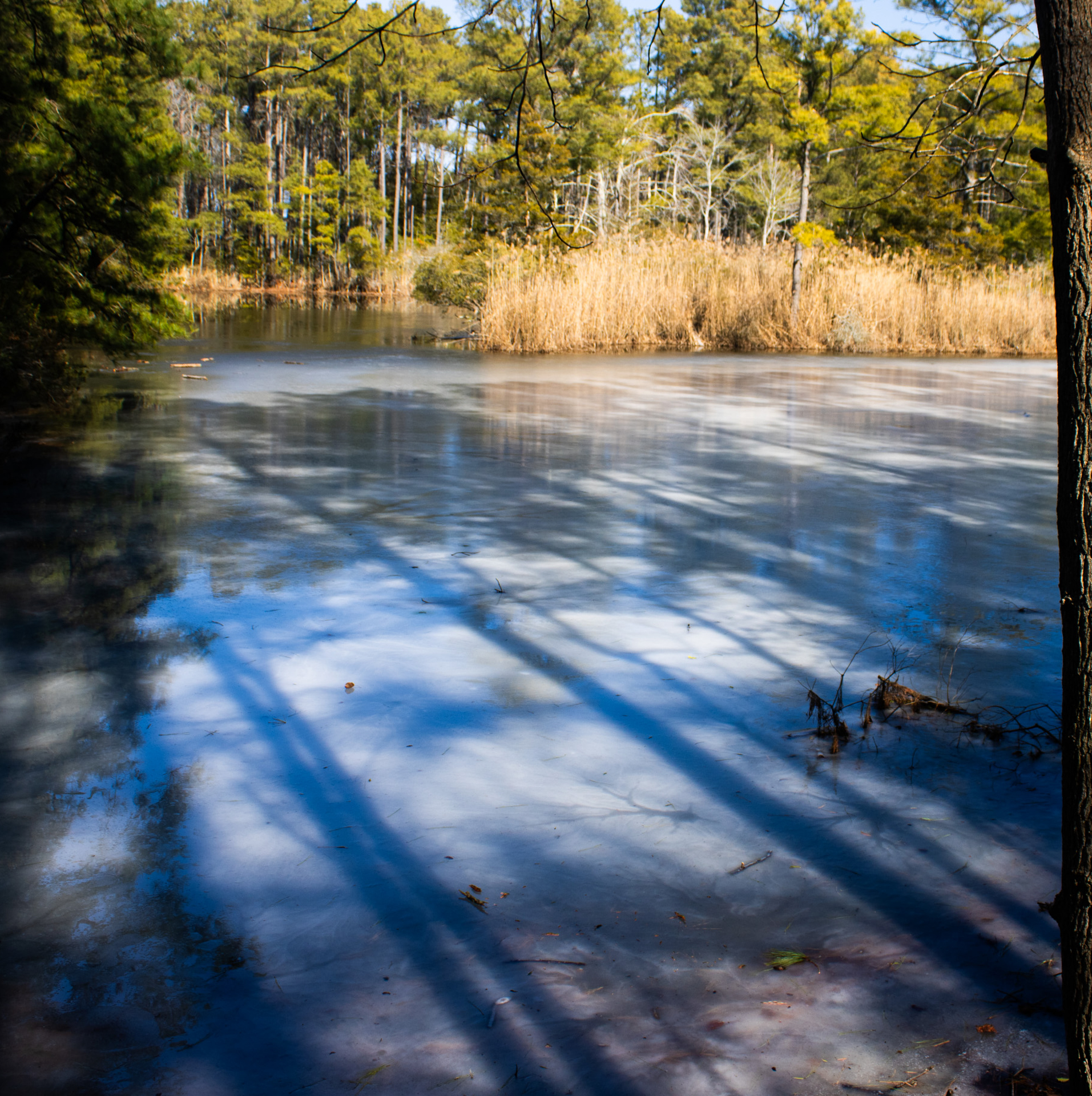 3rd PrizeOpen Nature In Class 1 By Brendan Noonan For Frozen Shadows FEB-2026.jpg